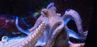 ¿Los pulpos llegaron del espacio?