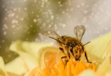 La abejas en la diversidad biológica